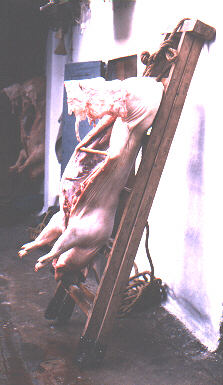 gorrino.jpg (22693 bytes)