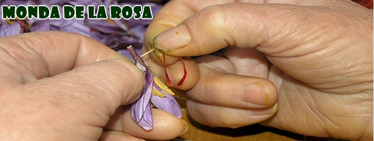 MONDA DE LA ROSA DEL AZAFRN, en el Museo, y en casa de las familias: Cabra-Garca, Gutirrez-Tendero, y Ortega-Torres