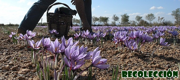 COGIDA DE LOS AZAFRANALES DE LAS FAMILIAS CABRA-CARRASCO y GUTIERREZ-TENDERO
