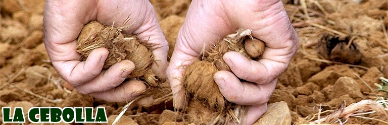 SACANDO - PELANDO - PLANTANDO LA CEBOLLA