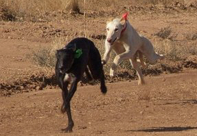 CARRERA DE GALGOS 2008