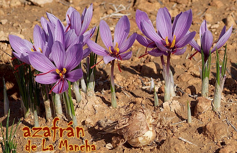 Rosa del Azafrn en La Mancha: origen, cultivo, produccin, utilidades