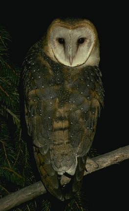 Lechuza de Campanario Com�n